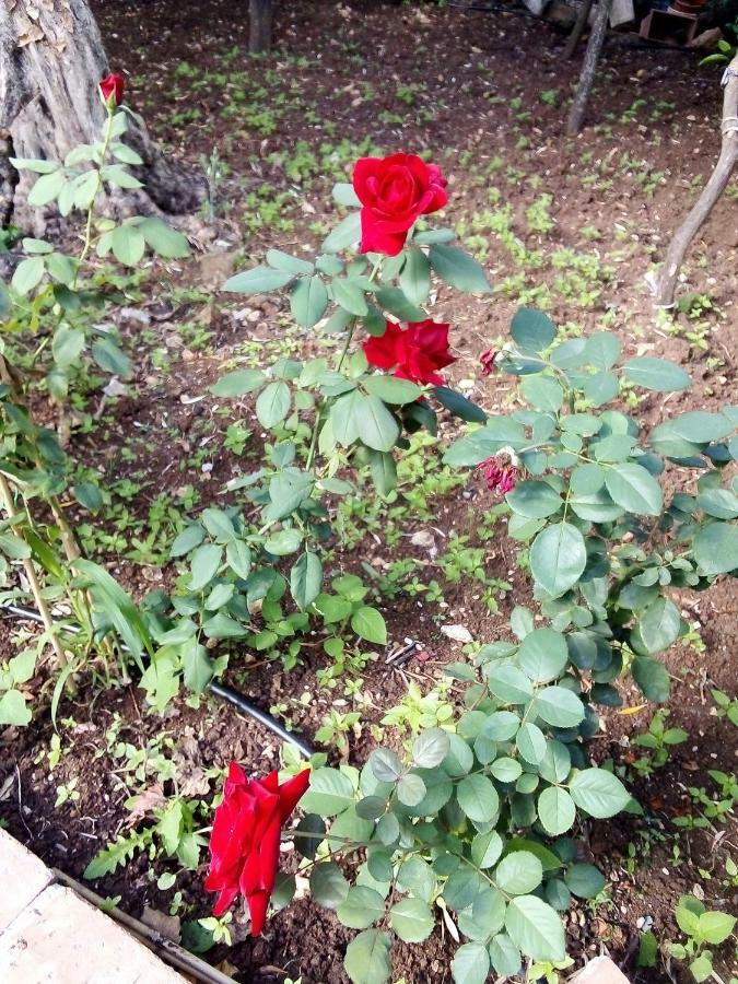卡里尼Il Giardino Di Hyccara别墅 外观 照片